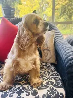 Heidi , a female Cocker Spaniel for sale in Greenville, SC – 6 of 9