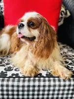 Luke, a male Cavalier King Charles Spaniel for sale in Greenville, SC – Photo 10 of 10