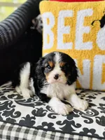 Luke, a male Cavalier King Charles Spaniel for sale in Greenville, SC – Photo 1 of 10