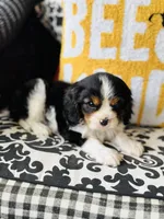 Luke, a male Cavalier King Charles Spaniel for sale in Greenville, SC – Photo 8 of 10