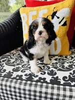 Luke, a male Cavalier King Charles Spaniel for sale in Greenville, SC – Photo 5 of 10