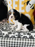 Luke, a male Cavalier King Charles Spaniel for sale in Greenville, SC – Photo 6 of 10
