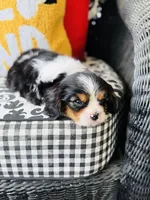 Luke, a male Cavalier King Charles Spaniel for sale in Greenville, SC – Photo 2 of 10