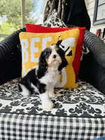 Luke, a male Cavalier King Charles Spaniel for sale in Greenville, SC – Photo 7 of 10