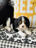 Luke, a male Cavalier King Charles Spaniel for sale in Greenville, SC – Photo 4 of 10