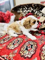 Louis, a male Cavalier King Charles Spaniel for sale in Greenville, SC – Photo 5 of 10