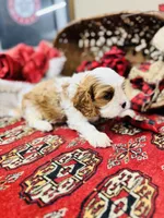 Louis, a male Cavalier King Charles Spaniel for sale in Greenville, SC – Photo 9 of 10