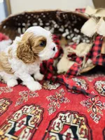 Louis, a male Cavalier King Charles Spaniel for sale in Greenville, SC – Photo 1 of 10