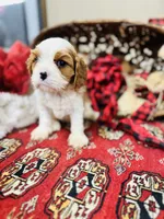 Louis, a male Cavalier King Charles Spaniel for sale in Greenville, SC – Photo 8 of 10