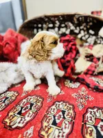 Louis, a male Cavalier King Charles Spaniel for sale in Greenville, SC – Photo 4 of 10