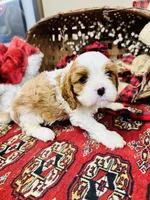 Louis, a male Cavalier King Charles Spaniel for sale in Greenville, SC – Photo 7 of 10