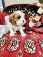 Louis, a male Cavalier King Charles Spaniel for sale in Greenville, SC – Photo 2 of 10
