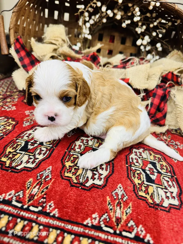 Henessey – Cavalier King Charles Spaniel puppy for sale in Greenville, SC
