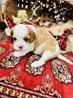 Henessey, a male Cavalier King Charles Spaniel for sale in Greenville, SC – 1 of 8