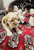 Delilah, a female Cocker Spaniel for sale in Greenville, SC – 6 of 8