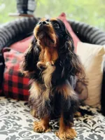 Penelope , a female Cavalier King Charles Spaniel for sale in Greenville, SC – 7 of 9