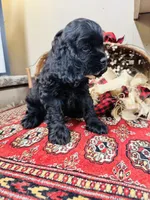 Memphis, a male Cocker Spaniel for sale in Greenville, SC – 5 of 8