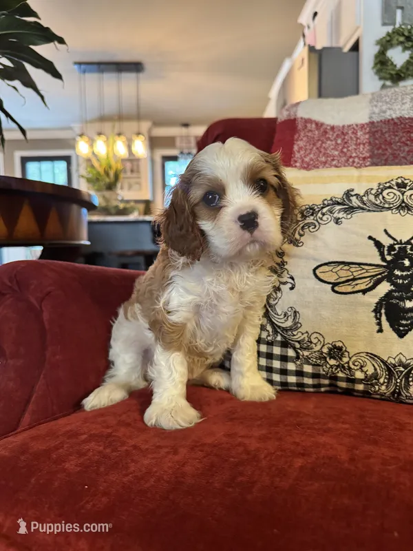 Henessey – Cavalier King Charles Spaniel puppy for sale in Greenville, SC