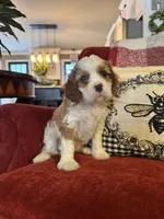 Henessey, a male Cavalier King Charles Spaniel for sale in Greenville, SC – 1 of 10