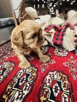 Serafina , a male English Toy Spaniel for sale in Greenville, SC – 5 of 10