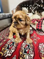 Sasha, a male English Toy Spaniel for sale in Greenville, SC – 6 of 10