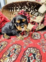 Hennessy, a male Cavalier King Charles Spaniel for sale in Greenville, SC – Photo 5 of 10