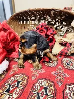 Hennessy, a male Cavalier King Charles Spaniel for sale in Greenville, SC – Photo 3 of 10