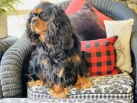 Hennessy, a male Cavalier King Charles Spaniel for sale in Greenville, SC – Photo 10 of 10