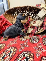 Hennessy, a male Cavalier King Charles Spaniel for sale in Greenville, SC – Photo 7 of 10