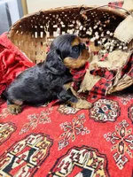 Hennessy, a male Cavalier King Charles Spaniel for sale in Greenville, SC – Photo 6 of 10