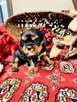Hennessy, a male Cavalier King Charles Spaniel for sale in Greenville, SC – Photo 1 of 10