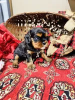 Hennessy, a male Cavalier King Charles Spaniel for sale in Greenville, SC – Photo 9 of 10