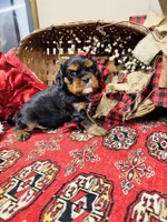 Hennessy, a male Cavalier King Charles Spaniel for sale in Greenville, SC – Photo 8 of 10