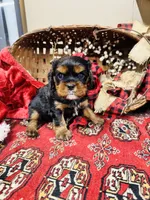 Hennessy, a male Cavalier King Charles Spaniel for sale in Greenville, SC – Photo 2 of 10