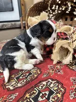 Chester, a male Cavalier King Charles Spaniel for sale in Greenville, SC – 8 of 10