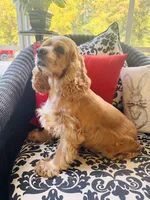 Heidi , a female Cocker Spaniel for sale in Greenville, SC – 8 of 9