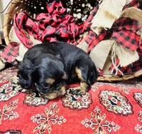 Johnny Rocket, a male English Toy Spaniel for sale in Greenville, SC – 3 of 10