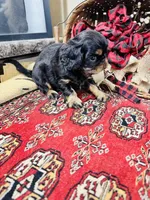 Johnny Rocket, a male English Toy Spaniel for sale in Greenville, SC – 8 of 10