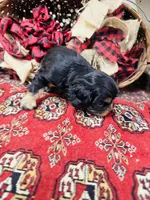 Johnny Rocket, a male English Toy Spaniel for sale in Greenville, SC – 4 of 10