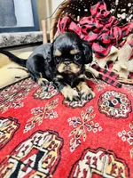 Johnny Rocket, a male English Toy Spaniel for sale in Greenville, SC – 7 of 10