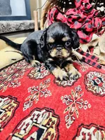 Johnny Rocket, a male English Toy Spaniel for sale in Greenville, SC – 6 of 10