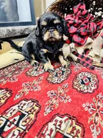 Johnny Rocket, a male English Toy Spaniel for sale in Greenville, SC – 9 of 10
