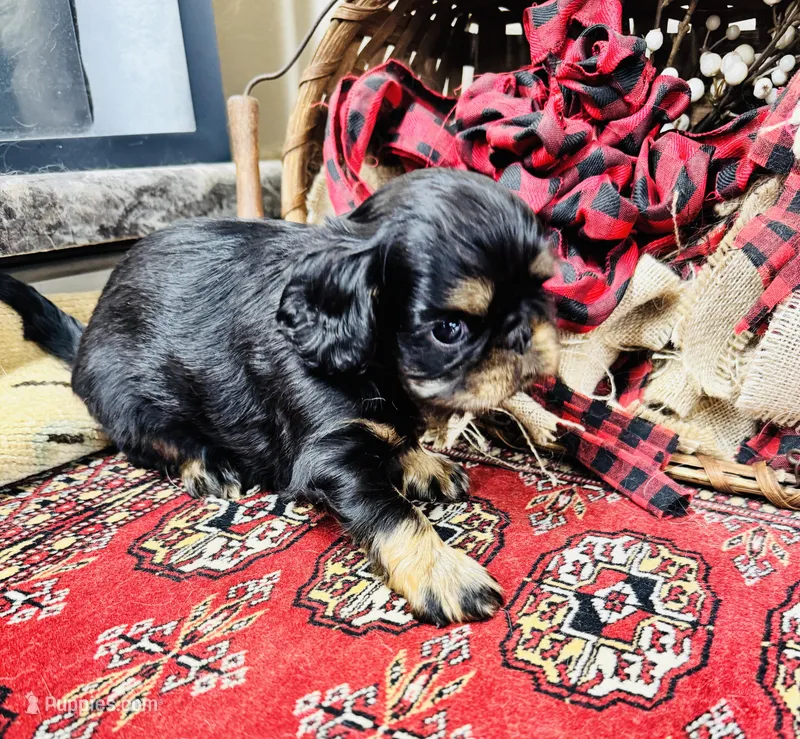 Johnny Rocket – English Toy Spaniel puppy for sale in Greenville, SC