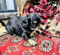 Johnny Rocket, a male English Toy Spaniel for sale in Greenville, SC – 1 of 10