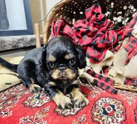 Johnny Rocket, a male English Toy Spaniel for sale in Greenville, SC – 2 of 10