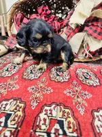 Johnny Rocket, a male English Toy Spaniel for sale in Greenville, SC – 5 of 10