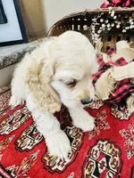 Scout, a male Cocker Spaniel for sale in Greenville, SC – 4 of 8