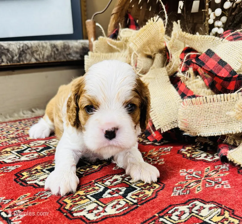 Phoenix – Cavalier King Charles Spaniel puppy for sale in Greenville, SC