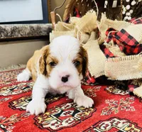 Phoenix, a male Cavalier King Charles Spaniel for sale in Greenville, SC – 1 of 10
