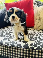 Linda, a female Cavalier King Charles Spaniel for sale in Greenville, SC – 6 of 9